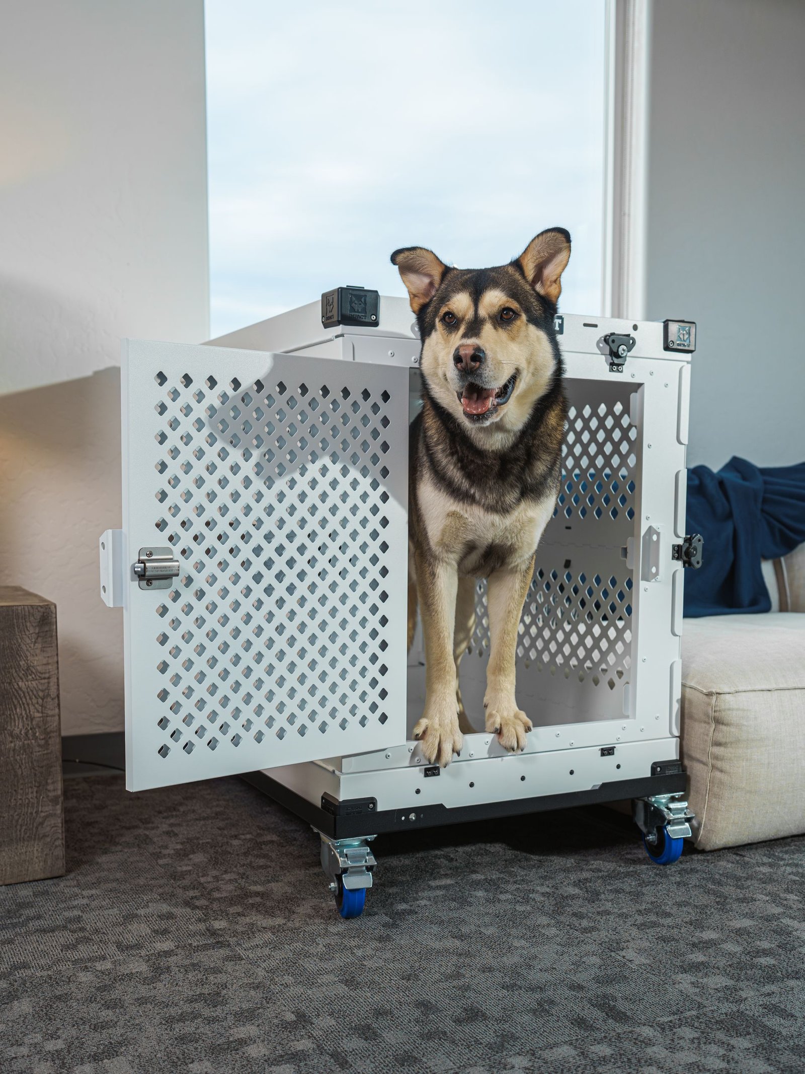 Air vs Ferry: Which Pet Transport Method Is Right for Your Pet?